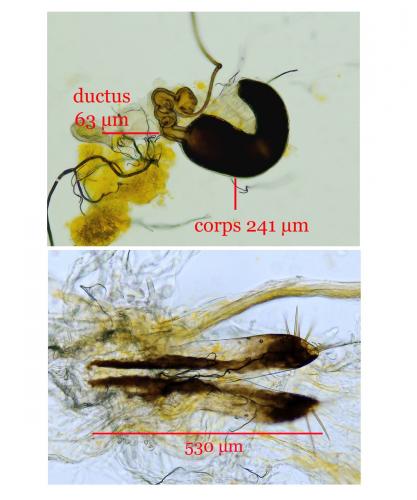 Réf. 236 848 : Altica brevicollis
